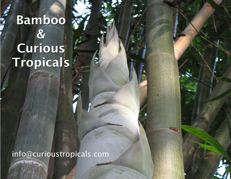 bamboo curious tropicals